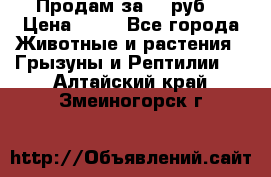 Продам за 50 руб. › Цена ­ 50 - Все города Животные и растения » Грызуны и Рептилии   . Алтайский край,Змеиногорск г.